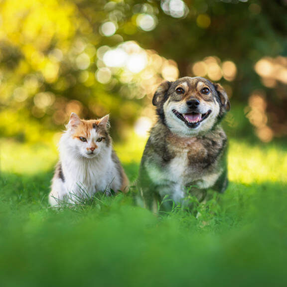 Classification Dog and Cat Image with a Simple CNN
